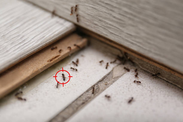 Best Pest Control Near Me in Staples, CT