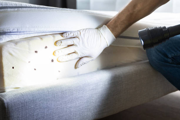 Best Emergency Pest Control  in Staples, CT