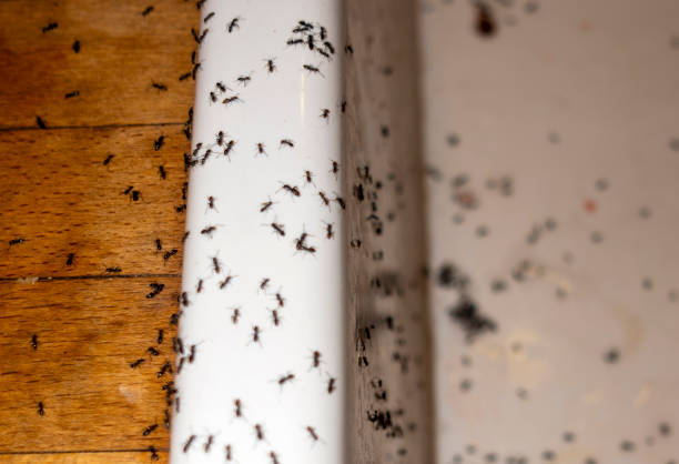 Best Ant Control Services  in Staples, CT